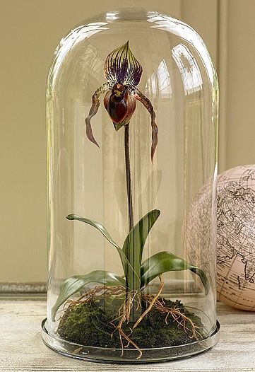 bell-jar-ideas-17 Indoor Plant Hacks, Orchid Terrarium, Cloche Decor, Indoor Plants Styling, Tattoo Plant, Glass Bell Jar, Plants Aesthetic, Beautiful Terrariums, Plant Hacks