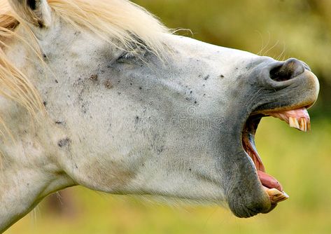 Horse Teeth, Horse Mouth, Horse Healing, Teeth Images, Camargue Horse, Healing Center, Horse Anatomy, Horse Health, All About Horses