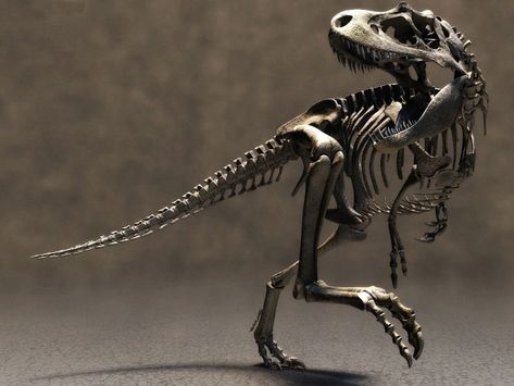 Dinosaur skeleton wallpaper  ~ http://www.dinopit.com Dino Bones, Dinosaur Facts, Dinosaur Bedroom, Real Dinosaur, Dinosaur Photo, Dinosaur Tattoos, Dinosaur Wallpaper, Dinosaur Images, Fossil Bones