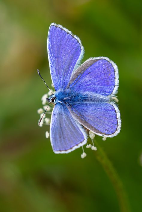 Common Blue (Polyommatus icarus) | The Common Blue is the mo… | Flickr Blue Buterfluffy, Blue Butterflies, Polyommatus Icarus, Blue Ulysses Butterfly, Summer Azure Butterfly, Butterfly Blue Morpho, Blue Emperor Butterfly, Common Blue Butterfly, Gcse Art