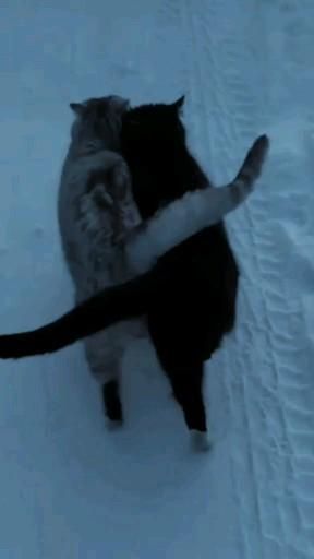 Cats Falling In Love, Cats Love Aesthetic, Cats In Love Video, Cats In Love Wallpaper, Two Animals In Love, Cats In Love Aesthetic, Kitties In Love, Two Cats In Love, Cat Falling