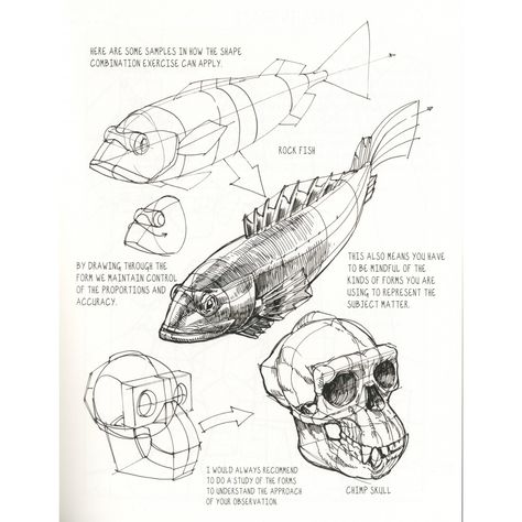 Fish Anatomy, Peter Han, Kim Jung Gi, Drawn Fish, Nature Sketch, Bio Art, Animal Anatomy, Fish Drawings, Animal Drawing