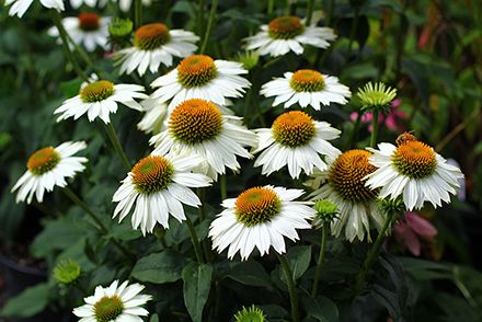 Pow Wow White Echinacea White Echinacea, White Coneflower, Sun Flowers, Echinacea Purpurea, Sandy Soil, California Poppy, White Swan, Pow Wow, Flower Stands