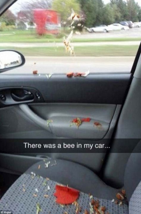 Funny Snapchats~ bee in my car Ultimate Fails, Funniest Snapchats, Funny Snapchat Pictures, Funny Snaps, Connie Springer, Hilarious Pictures, Snapchat Picture, Snapchat Funny, Hashtag Relatable