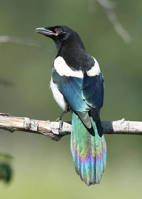 Magpie Photography, Magpie Art, Magpie Bird, The Palouse, Birds Beautiful, Wild Creatures, Australian Birds, Bird Pictures, Exotic Birds