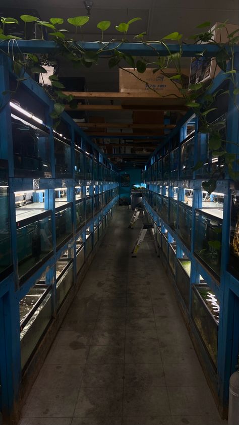 #mystery #pets #petstore #aesthetic #water #underwater #fish #movie #curious #discover #backroom #backrooms Fish Store Aesthetic, Pet Store Aesthetic, Fish Store, Store Aesthetic, Aesthetic Water, 13th Floor, Underwater Fish, Pet Store, Fish Tank