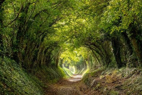 9 Terrific Tree Tunnels Around the World Oak Trees Landscaping, Flight Video, Holistic Design, Point Reyes National Seashore, Tree Tunnel, Dark Hedges, Poipu Beach, Tunnel Of Love, Sussex England