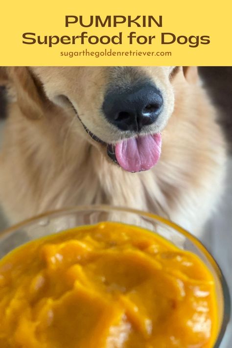 Pumpkin Purée For Dogs, Pumpkin Puree Recipes For Dogs, Pumpkin For Dogs Upset Stomach, Pumpkin Puree For Dogs, Homemade Dog Food With Pumpkin, Pumpkin Recipes For Dogs, Pumpkin For Dogs, Can Dogs Eat Pumpkin, Dog Treats Homemade Pumpkin