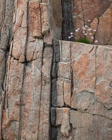 Sea Thrift, Mountain Texture, Jose Fernandez, Hybrid Art, Fake Stone, Teapots Unique, Rock Textures, Small Shelf, West Art