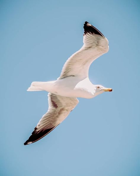 9 White Bird Meanings: What does it mean when you see one? Dove Meaning, Bird Meanings, Bird Meaning, White Pigeon, Seagulls Flying, Spain Images, The Seagull, Creation Myth, Birds In The Sky