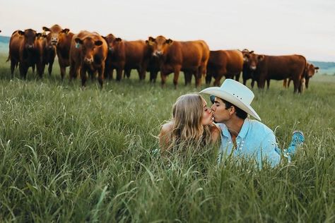 Engagement Pictures With Cows, Ranch Engagement Photos, Engagement Photos Ranch, Cow Engagement Pictures, Engagement Photos With Cows, Ranch Engagement Pictures, Photoshoot With Cows, Couple Horse Photography, Cow Photoshoot