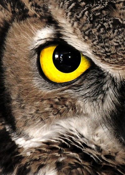 Different Animal Eyes, Animal Eye Close Up, Animal Eye Painting, Animal Eyes Photography, Animal Eyes Close Up, Animal Eyes Drawing, Animals Eyes, Bird Eyes, Macro Fotografia