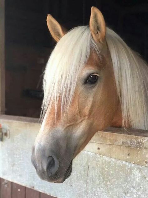 Miniature Ponies, Haflinger Horse, Fake Insta, Pony Breeds, Horse Anatomy, Palomino Horse, Horse Inspiration, Types Of Horses, Most Beautiful Horses