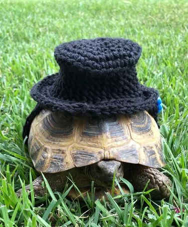 Turtles & Tortoises in "Costumes" Are Our New Obsession | Cuteness Turtle Burger, Halloween Costumes For Pets, Tortoise Clothes, Costumes For Pets, So Cute Images, Turtle Clothes, Ride Of The Valkyries, Turtle Costume, Baby Ferrets