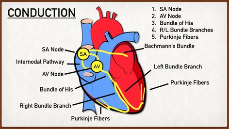 Cardiac Conduction System, Cardiac Muscle Cell, Ekg Rhythms, Cardiology Nursing, Ekg Interpretation, P Wave, Cardiac Nursing, Atrial Fibrillation, Heart Muscle