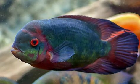 African Cichlid Aquarium Ideas Fish Tanks, Severum Cichlid, Mbuna Cichlids, African Cichlid Tank, Cichlid Tank, African Cichlid Aquarium, American Cichlid, Lake Malawi Cichlids, South American Cichlids