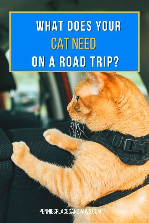 Pet travel tips for taking cats on road trips (cat on back seat of car) Tips For Driving, Moving Cross Country, Cross Country, Top Tips, A Cat, Feline, Road Trip, Road