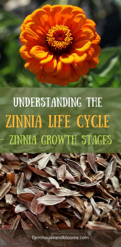 two pictures, one of an orange zinnia flower, and one of zinnia seeds Zinnias From Seed, Flower Life Cycle, Zinnia Garden, Zinnia Flower, Zinnia Flowers, Planting Hydrangeas, Cut Flower Garden, Farmhouse Garden, Annual Plants