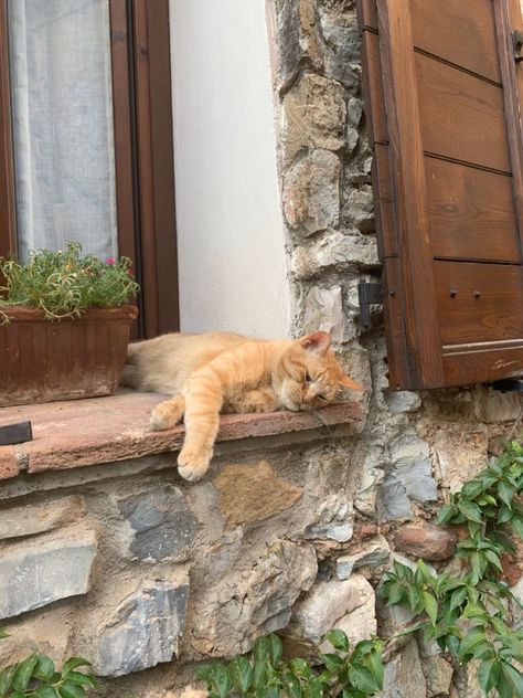 Village In Italy, Summer Cat, Cutest Cat, Editing Tips, Italy Summer, Italy Aesthetic, Ig Feed, Aesthetic Cute, Ginger Cats