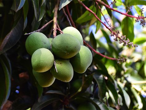 African Mango Extract Benefits, African Mango Benefits, Mango Benefits, Tropical Africa, African Mango, Biscuits Easy, Mango Fruit, Ldl Cholesterol, Surprising Facts