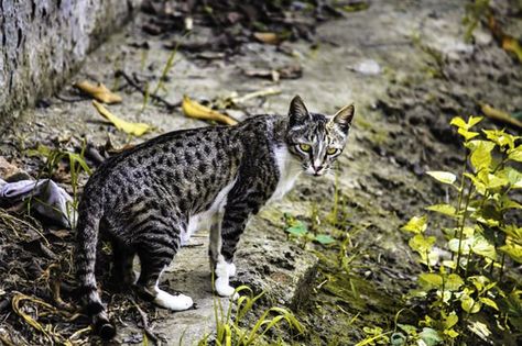 Cats Outside, Tree Cat, Cat Ideas, Exotic Cats, Orange Tabby Cats, Cat Pose, Feral Cats, Outdoor Cats, Unique Cats