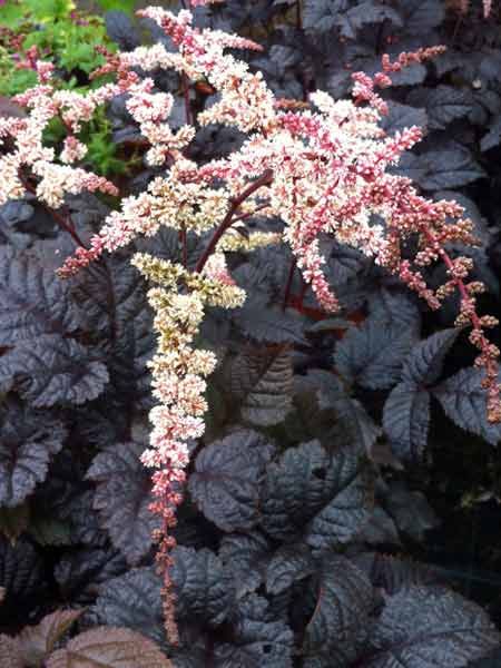 Astilbe Chinensis, Goth Garden, Garden Shrubs, Have Inspiration, Woodland Garden, Flowers Wallpaper, Shade Plants, Flowers Perennials, Perennial Plants