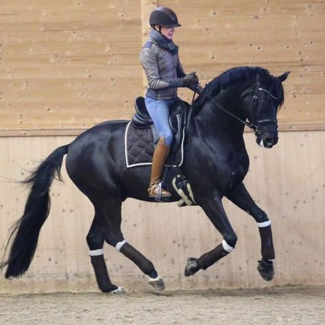 Horse Trainer Aesthetic, Dressage Aesthetic, Trainer Aesthetic, Autumn Horse, Flat Riding Boots, Horse Breeder, Horse Coats, Horse Trainer, Horse Aesthetic