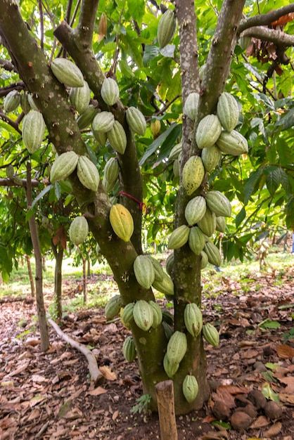 Cocoa Plant, Cacao Fruit, Avocado Tree, Starter Plants, Theobroma Cacao, Fruit Plants, Exotic Fruit, Photo Tree, Growing Tree