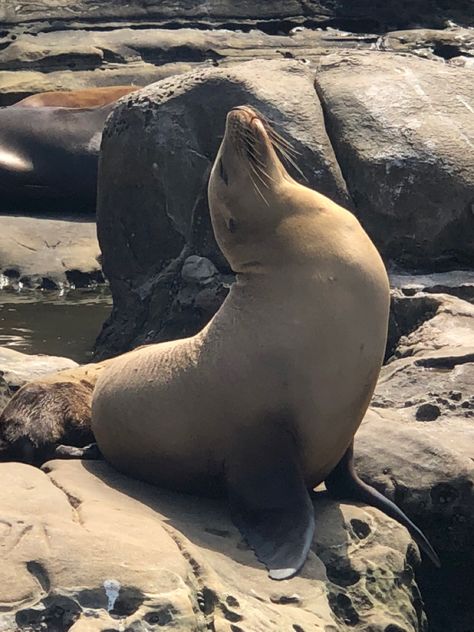 California Sea Lion, Animals Reference, Raw Image, Animal Reference, Art Teaching, Favorite Animals, Reference Pictures, Year 3, Sea Lion