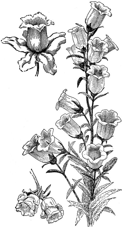 Campanula Medium Campanula Flowers Drawing, Canterbury Bells Tattoo, Campanula Drawing, Campanula Tattoo, Bell Flower Tattoo, Campanula Flowers, Flower Art Drawing, Engraving Illustration, Flower Sketches