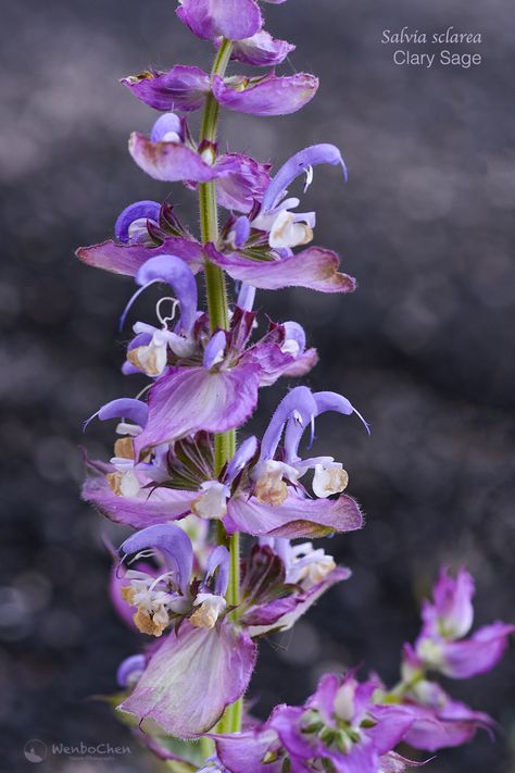 Possibly the most beautiful Salvia sp. I've ever seen, Clary Sage (Salvia sclarea) in eastern Turkey. Eastern Turkey, Vis Dev, Salvia Sclarea, Clary Sage, Mood Board, Most Beautiful, Plants, Flowers, Quick Saves