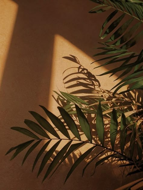 Tropical Fall Aesthetic, Taurus Moodboard, Coquette Notion, Earthy Tones Aesthetic, Feminine House, Aesthetic Notion Cover, Notion Cover Photo, Studio Ghibli Gif, Background Motivation