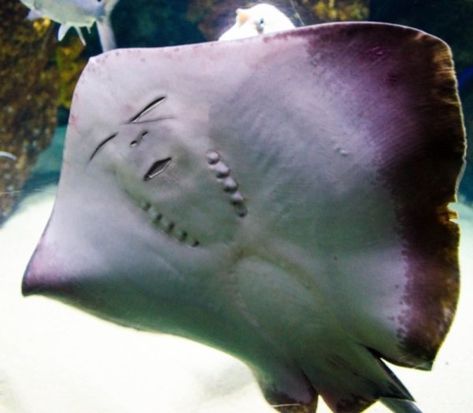 stingray smile 80s Humor, What Makes You Laugh, Facebook Fail, Fun Pics, Have A Laugh, Funny Comedy, Ocean Animals, What Makes You Happy, To Laugh