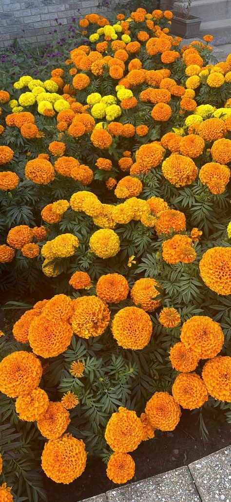 Amazon.com : Park Seed Marigold Flowering Plant Seed, Easy to Grow, Perfect for Spring Gardens, Whopper Orange, Pack of 25 : Patio, Lawn & Garden Marigold Seeds, Orange Marigold, Spring Gardens, Marigold Flower, Planting Seeds, Spring Garden, Lawn Garden, Planting Flowers, To Grow