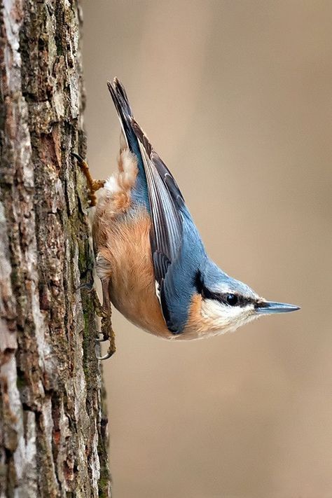 Nuthatch Bird, On The Wings Of Love, Bird Carving, Bird Watcher, Backyard Birds, Bird Pictures, Bird Drawings, Pretty Birds, Bird Photo