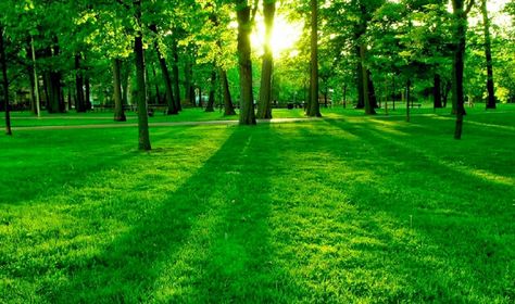 EXT. TREE PARK LARGE #EpisodeInteractive #Episode Size 1920 X 1136 #EpisodeOurCrazyLoveLife Desktop Background Nature, Green Nature Wallpaper, Frühling Wallpaper, 숲 사진, Nature Desktop, Marvel Infinity, Light Wallpaper, Nature Background Images, Backgrounds Hd