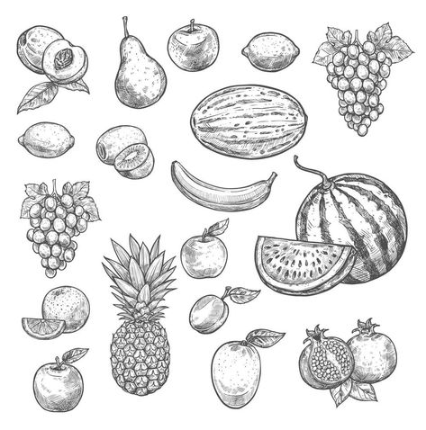 Vector sketch fruits isolated icons Fruit Sketch, Fruit Drawing, 귀여운 음식 그림, Fruits Drawing, Food Sketch, Fruit Decorations, Black And White Sketches, Sketch Style, Fruit Illustration