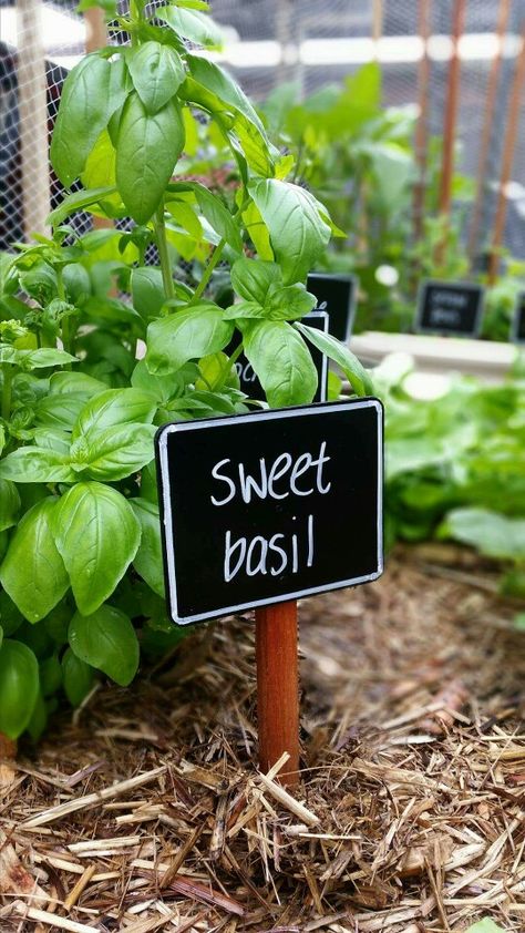 Veggie Garden Name Tags Garden Name Tags, Veggie Garden Name Tags, Name Tags For Plants, Diy Garden Markers Plant Labels, Garden Tags Plant Markers, Vegetable Garden Labels Plant Markers, Sweet Basil, Backyard Inspo, Community Gardening