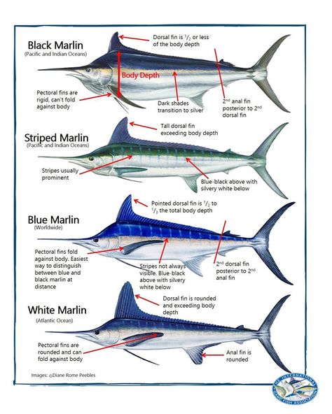 Blue Marlin Fish, Fish Chart, Ocean Habitat, Pesca In Mare, Marlin Fish, Aqua Culture, Big Game Fishing, Salt Water Fishing, Salt Water Fish