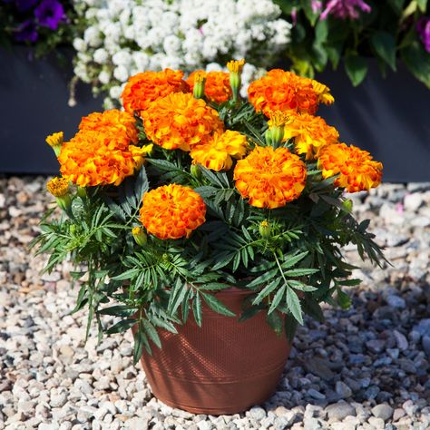 Everlasting garden performance. Next generation in triploid breeding — F1 African x French Marigold brings the absolute best of both worlds! Extra large double flower on a compact French Marigold habit. Exceptionally quick finishing allows for a nearly African-sized flower with nearly French Marigold timing. Heat tolerance and sterility combine for unsurpassed garden performance, providing masses of blooms all-season long. French Marigold Flower, Marigold Plant, Potted Marigolds, Marigolds In Pots, Marigold Planter Ideas, Balcony Railing Planters, Railing Planters, Patio Pots, Marigold Flower