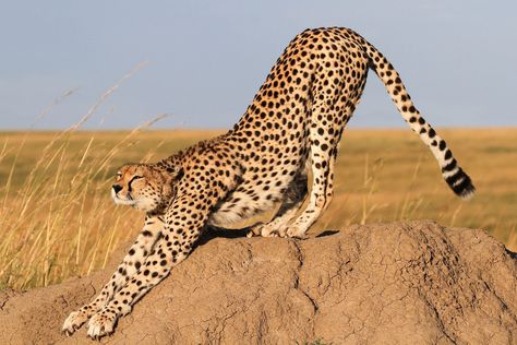 Stunning Pictures of Cheetahs in Action Aesthetic Wildlife, Cheetah Pictures, Cheetah Drawing, Cheetah Art, Tattoo Lion, Lion Tattoos, Tattoo Nature, Lion Drawing, Animal Action