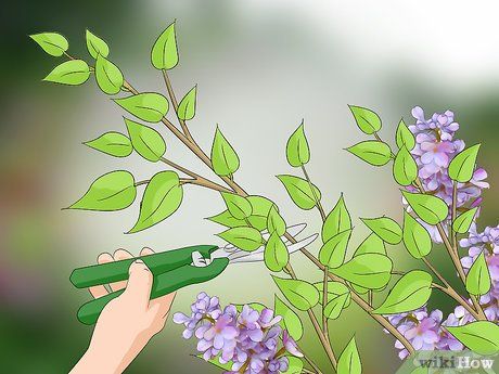 Prune Lilac Bush, Lilac Pruning, Bloomerang Lilac, Lilac Plant, Lilac Bush, Roses And Violets, Preschool Garden, Lilac Bushes, Lilac Tree