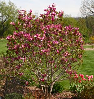 Magnolia Susan, Magnolia Stellata, Low Maintenance Yard, Japanese Beetles, Specimen Trees, Perennial Shrubs, Sore Eyes, Fuschia Pink, Magnolia Trees