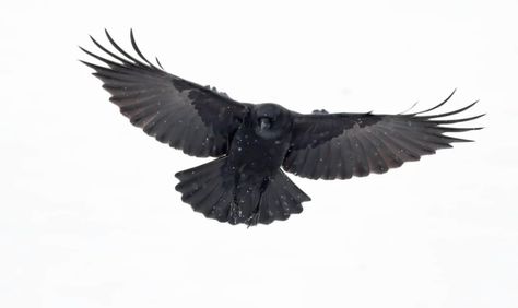 Flying Crow, Crow Flying, American Crow, Upstate Ny, Nature Journal, Photo Location, Photo Contest, Natural World, Photo Magazine