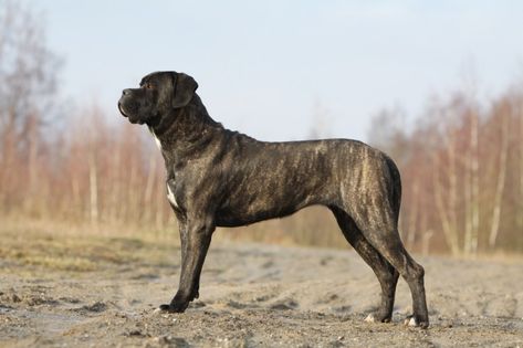 Cane Corso Brindle, Brindle Cane Corso, French Bulldog Puppy Black, Cane Corso Dog Breed, White French Bulldog Puppies, Puppy Backgrounds, Brindle French Bulldog, Cane Corso Italian Mastiff, French Bulldog For Sale