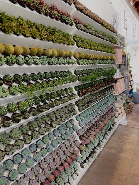 Succulent Shop Ideas, Indoor Plant Display, Flower Shop Interiors, Plant Display Ideas, Plant Store, Garden Shelves, Succulent Wall, Garden Nursery, Plant Decor Indoor