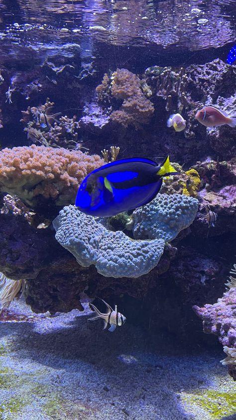 i saw this fish in monaco and i was thinking that it seems like dory :) Dory Fish, Ocean Heart, Saltwater Fishing, Goldfish, Wall Street, Monaco, I Saw, Real Life, Fish