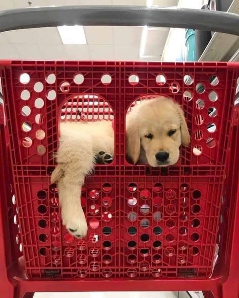 Shopping Pictures, Cutest Puppy Ever, Funny Animal Photos, Unusual Animals, Silly Dogs, Animal Friends, Funny Animal Memes, Animal Photo, Animal Memes