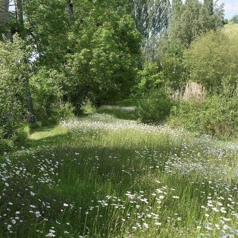 Trees, Forest, Wallpapers, Flowers, Green, White, Nature