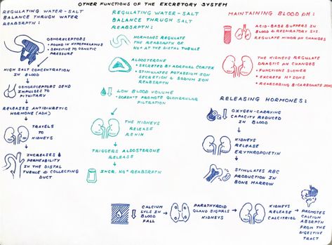 whiteboard notes review Whiteboard Notes, Excretory System, Human Body Systems, Whiteboard, Study Guide, Biology